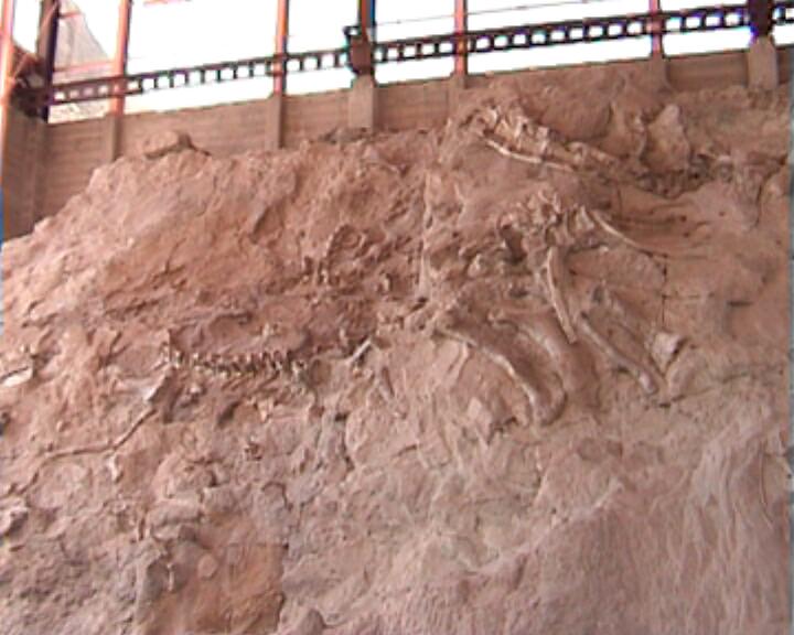 Dinosaur National Monument - riesige Steinwand mit unzähligen Fossilien