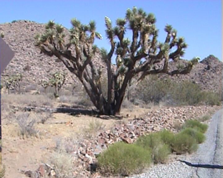 Joshua Tree